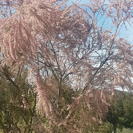 木屋 Cantinho Barrocas