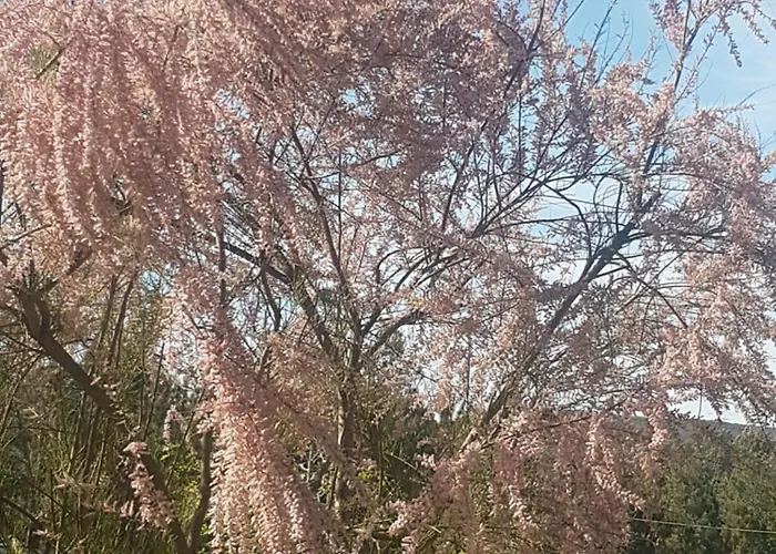 Alpehytte Cantinho Barrocas
